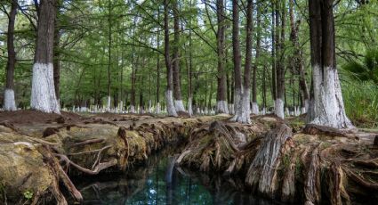 ¿Dónde encontrar las aguas termales entre árboles gigantes en Hidalgo?