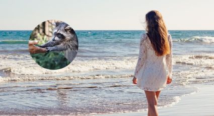 La playa mexicana donde puedes convivir con mapaches silvestres en tus vacaciones