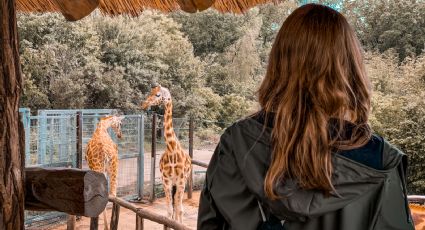 5 actividades que puedes hacer en tu próxima visita al zoológico de Zacango
