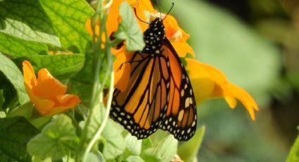 ¿Cuándo inicia la temporada de mariposas monarca y en qué santuarios puedes verlas?