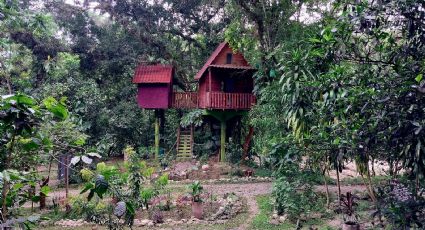 Las hermosas casas del árbol para descansar entre la naturaleza en tu viaje a Xilitla