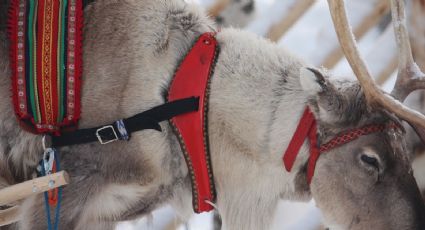 Este es el origen de Rodolfo, el reno navideño de nariz roja que alumbra el camino de Santa