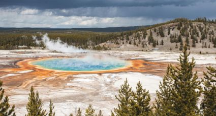 Parque Nacional de Yellowstone, la reserva natural donde habitan venados "zombies"