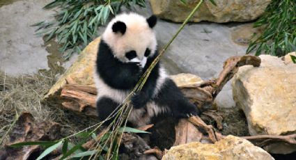 El zoológico de México que tendrá el único oso panda en el continente americano desde el 2024