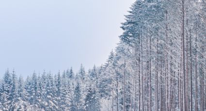 ¡Gigantes nevados! Conoce el bosque de Secuoyas: árboles enormes ideales para conocer en invierno