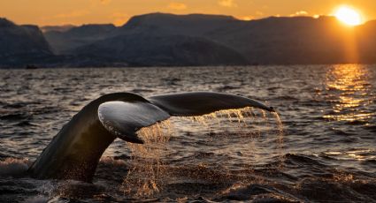 ¿Sin planes para 2024? Recibe en enero la llegada de las ballenas en Puerto Vallarta