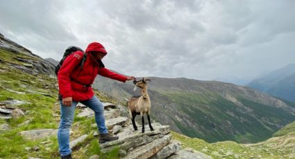 ¡Road trip salvaje! La historia de una pareja y una cabra que recorren EU en caravana