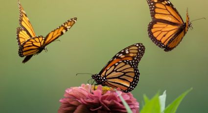 ¡No hay pretexto! ¿Dónde están los mejores mariposarios de la CDMX?