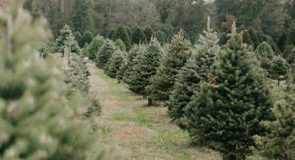 Amecameca, el destino cerca de la CDMX perfecto para comprar tu árbol de Navidad