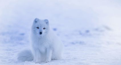 ¡Nieve en México! Estos son los estados donde podrás ver nevar en esta temporada