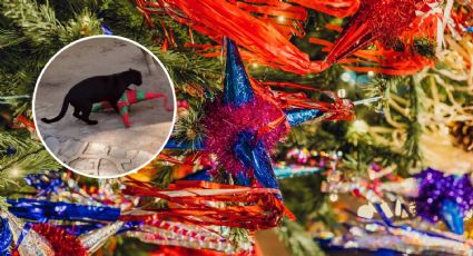 Zoológico Sahuatoba celebra Navidad con POSADA única junto a sus ANIMALES y se vuelve VIRAL