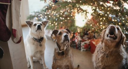 ¡Lleva a tu perrito! La CDMX tiene su villa navideña pet friendly para tomarte fotos con tu mascota