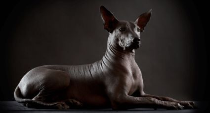 Xoloitzcuintle, la leyenda del perro que te guía al inframundo y se volvió el favorito de los rusos