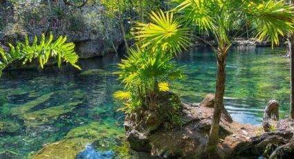 El estado mexicano donde cayó el meteorito que terminó con los dinosaurios y creó lo cenotes