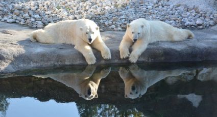 ¡Sí puedes conocerlos! Los zoológicos en México que cuentan con Osos Polares