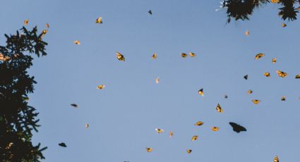 Conoce el santuario de colibríes a solo unas horas de la CDMX con 27 especies