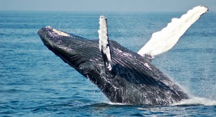¿Cómo llegar a Puerto Vallarta desde CDMX para recibir a las ballenas este 2024?