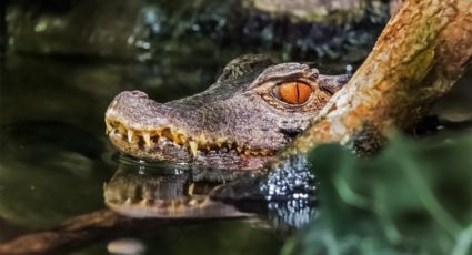 ¡Sorpresa peligrosa! Cocodrilo de 3 metros merodeaba en la playa de Ixtapa Zihuatanejo