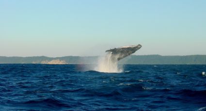 Fenómenos naturales: ¿Cuándo inicia la temporada de avistamientos de ballenas en Puerto Vallarta?