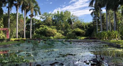 ¡Encantador! El Jardín Botánico que podrás disfrutar en tu visita a Culiacán