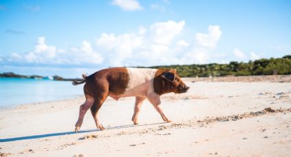 Pig Beach: ¿Cómo llegar a la hermosa playa de los cerditos en Yucatán?