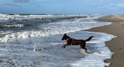 ¡Increíble! Perrito en las Bahamas se viraliza al enfrentar a tiburón y ahuyentarlo