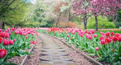 ¿Cuál es la mejor época para disfrutar de la temporada de tulipanes en Holanda?