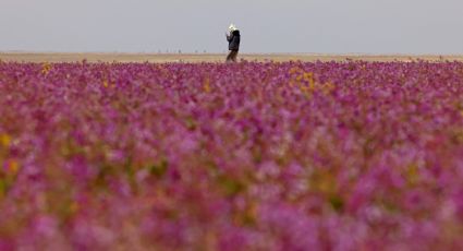 El bello desiertos de las flores que sorprende a más de uno en Arabia Saudita