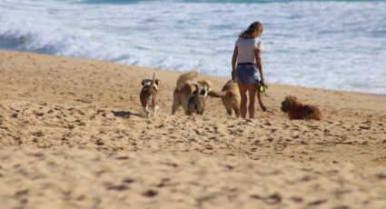 Playas pet friendly en Cancún para refrescarte con tu mascota