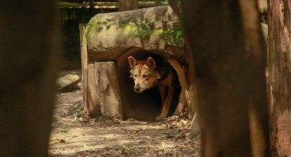 Zoológico de los Coyotes, el atractivo casi desconocido al sur de la CDMX