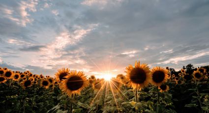 Aprovecha la primavera y lánzate al Pueblo Mágico de los girasoles en Sinaloa