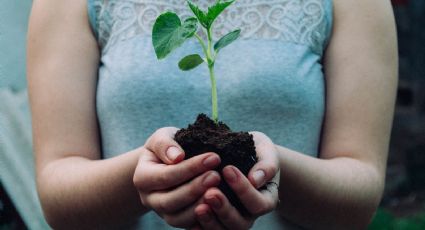 ¿Amas las plantas? Plant Fest llega a la CDMX con muchas variedades para adornar tu casa