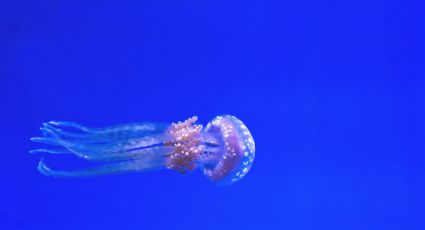 ¡Toma precauciones! Alertan sobre aparición de medusas peligrosas en playas mexicanas