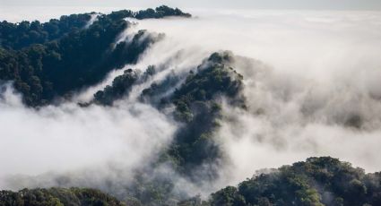 ¿Hojas gigantes? Déjate impresionar por el paisaje del Bosque de Niebla en Chiapas