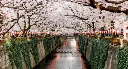 Hanami, la hermosa tradición japonesa para contemplar cerezos en flor