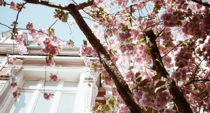 Los mejores lugares para contemplar cerezos en flor en Japón