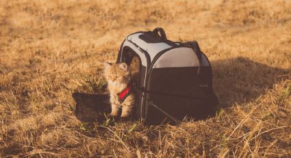 ¿Cómo viajar con tu mascota en avión? Profeco emite consejos para estas vacaciones