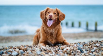 Consejos para evitar el golpe de calor en tus mascotas en estas vacaciones