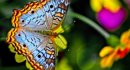 ¿Vamos? Así es el mariposario que puedes conocer en parque Tezozomoc