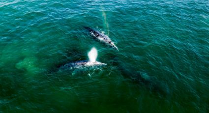 Conoce la Reserva de la Biosfera El Vizcaíno, el hogar de la ballena gris