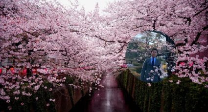 Embajador japonés presume el Día de Sakura y propone el Día de Jacaranda en México