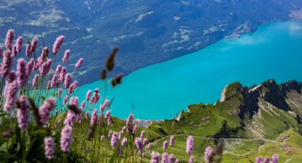 ¡Paisajes florales! 5 ciudades imperdibles de Suiza para un viaje en primavera