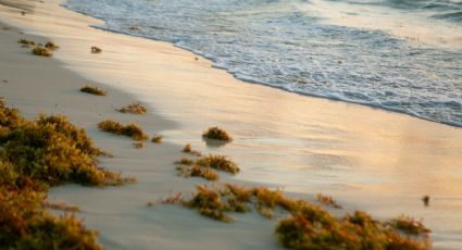 ¡Justo en Semana Santa! Playas de Yucatán se cubren de sargazo