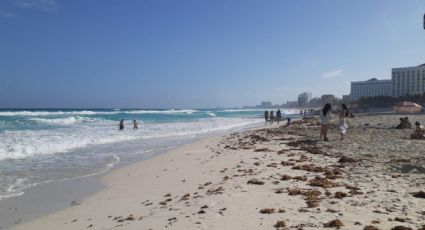 ¿Qué hacer si encuentras sargazo en las playas durante tus vacaciones de Semana Santa?