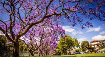 Pueblo Mágico de Jiquilpan ideal para los amantes de las Jacarandas