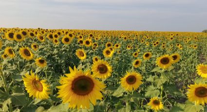 Regresa a la Huasteca potosina el bello campo de girasoles para tus selfies
