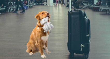 Cómo proteger a tu perro si lo llevas de viaje esta Semana Santa