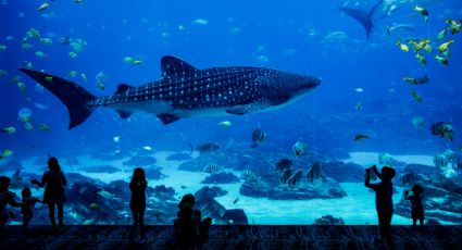 Las especies marinas que podrás ver en el Gran Acuario del Mar de Cortés en Mazatlán