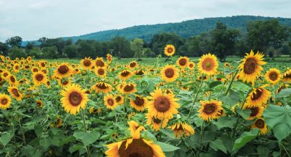 ¡Ya empezó! Mocorito da la bienvenida a la primavera en sus campos de girasoles