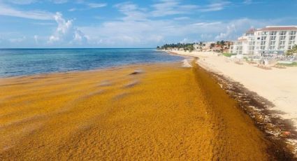 ¿Y la Semana Santa? Prevén arribo histórico de sargazo a las playas de Quintana Roo